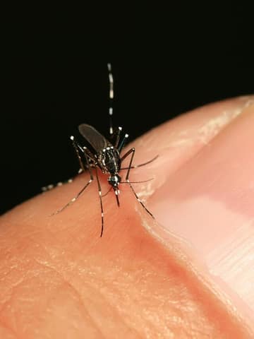 Zika Virus: बारिश के मौसम में जीका वायरस का बढ़ता हुआ खतरा!