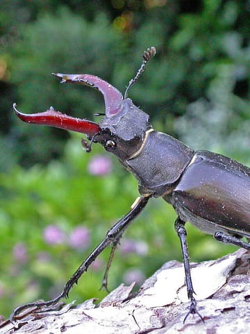 Stag Beetle: दुनिया का सबसे महंगा कीड़ा, कीमत 75 लाख रुपये!